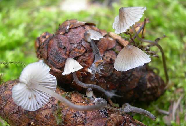 Una peziza nel sacco e altre specie primaverili